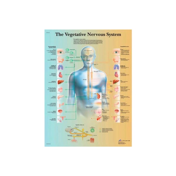 3B Anatomical Chart - Vegetative Nervous System, Laminated
